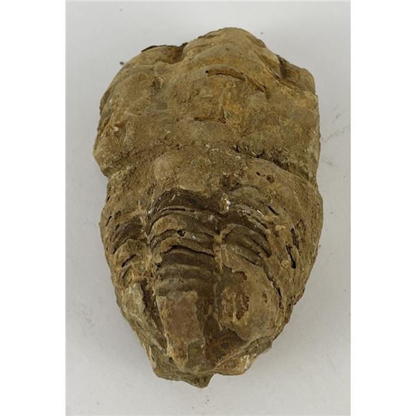 Moroccan Fossil Trilobite #9