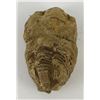 Image 1 : Moroccan Fossil Trilobite #9