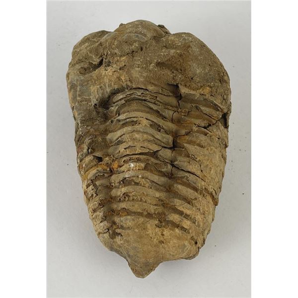 Moroccan Fossil Trilobite #10