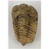 Image 1 : Moroccan Fossil Trilobite #10