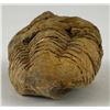 Image 2 : Moroccan Fossil Trilobite #10