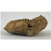 Image 3 : Moroccan Fossil Trilobite #10