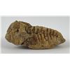 Image 5 : Moroccan Fossil Trilobite #10