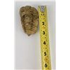 Image 7 : Moroccan Fossil Trilobite #10
