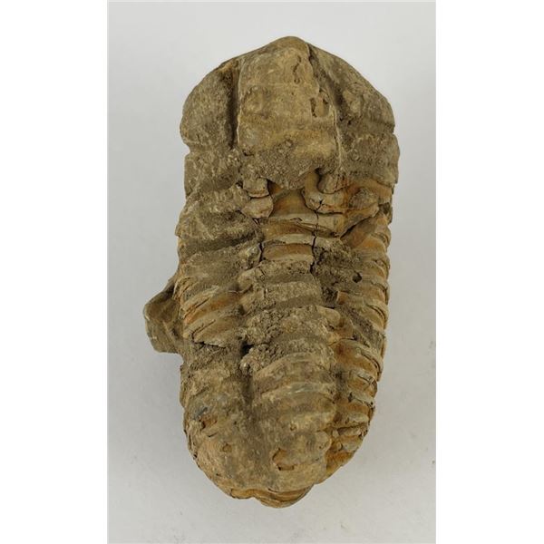 Moroccan Fossil Trilobite #11