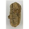 Image 1 : Moroccan Fossil Trilobite #11