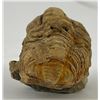 Image 2 : Moroccan Fossil Trilobite #11