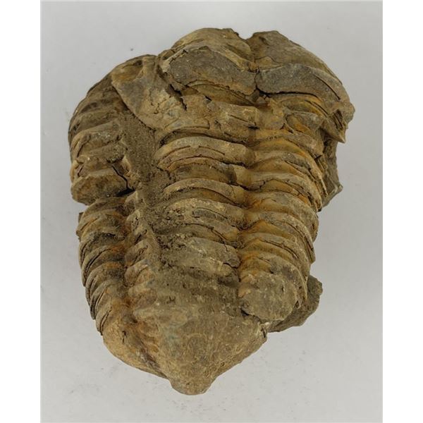 Moroccan Fossil Trilobite #12