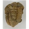 Image 1 : Moroccan Fossil Trilobite #12