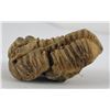 Image 5 : Moroccan Fossil Trilobite #12