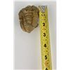 Image 7 : Moroccan Fossil Trilobite #12