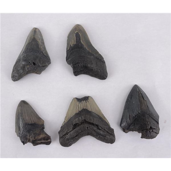 Collection of South Carolina Megalodon Shark Teeth