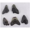 Image 1 : Collection of South Carolina Megalodon Shark Teeth