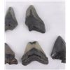 Image 3 : Collection of South Carolina Megalodon Shark Teeth