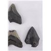 Image 4 : Collection of South Carolina Megalodon Shark Teeth