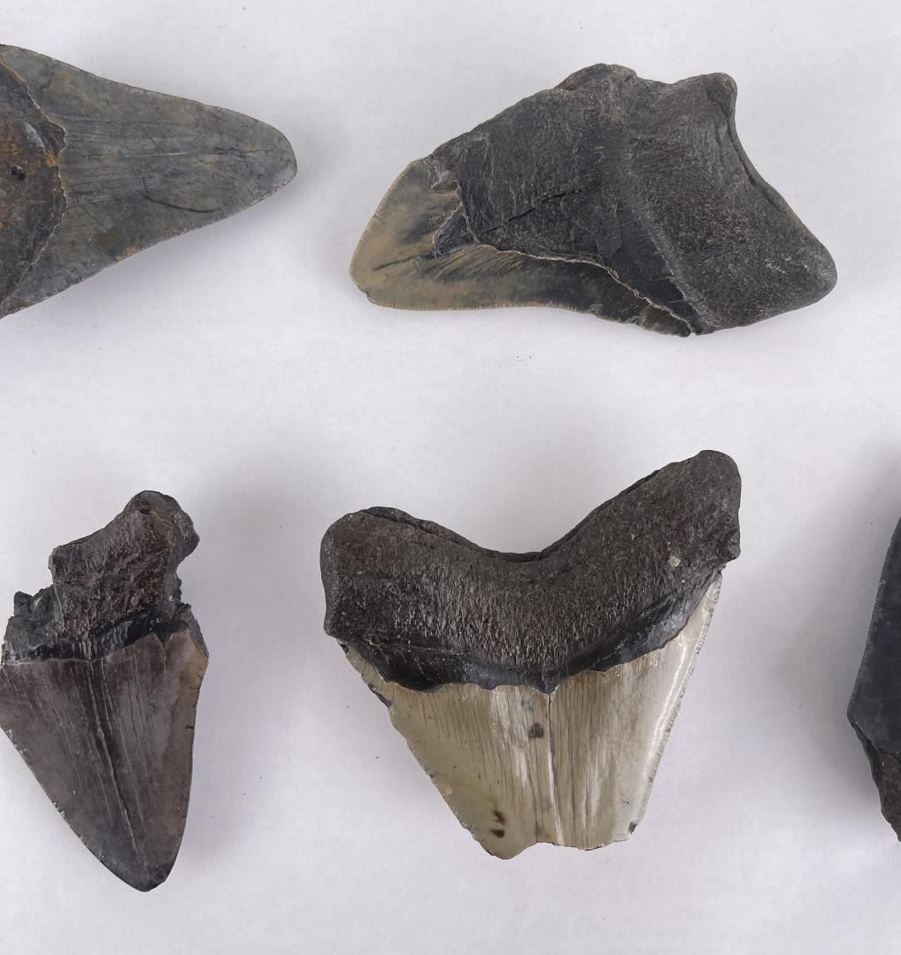 Collection of South Carolina Megalodon Shark Teeth