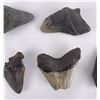 Image 7 : Collection of South Carolina Megalodon Shark Teeth