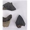 Image 8 : Collection of South Carolina Megalodon Shark Teeth