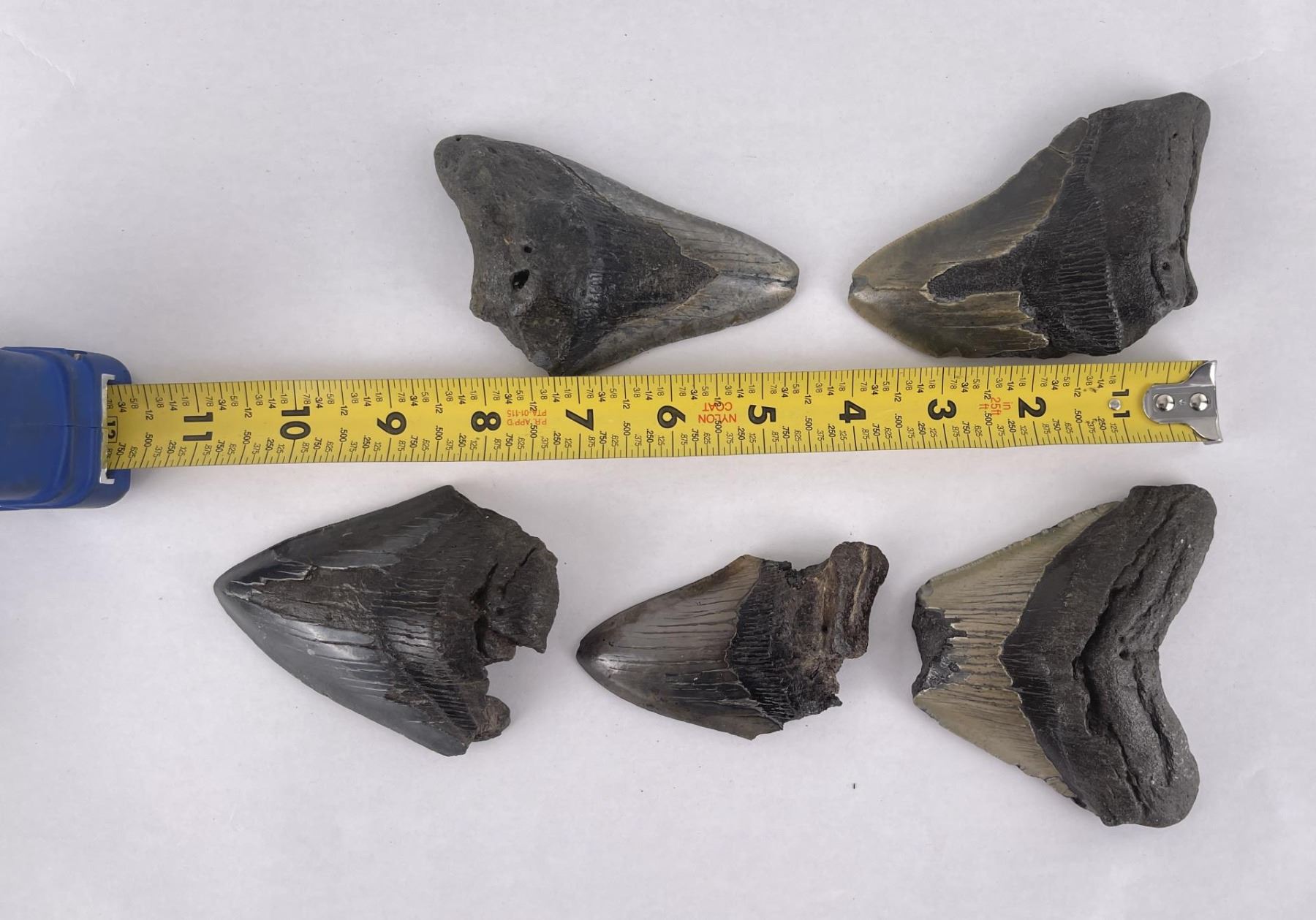 Collection of South Carolina Megalodon Shark Teeth
