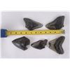 Image 9 : Collection of South Carolina Megalodon Shark Teeth