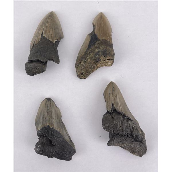 Collection of South Carolina Megalodon Shark Teeth