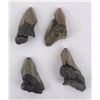 Image 1 : Collection of South Carolina Megalodon Shark Teeth