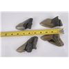 Image 8 : Collection of South Carolina Megalodon Shark Teeth