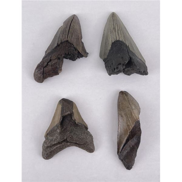 Collection of South Carolina Megalodon Shark Teeth