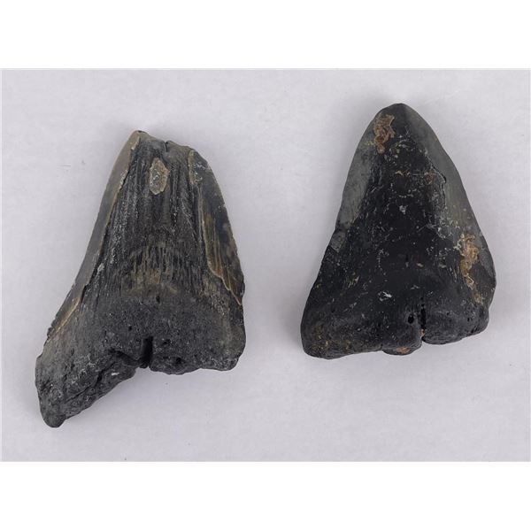 Collection of South Carolina Megalodon Shark Teeth