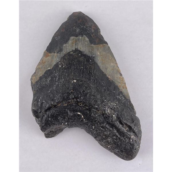 South Carolina Megalodon Shark Tooth Fossil