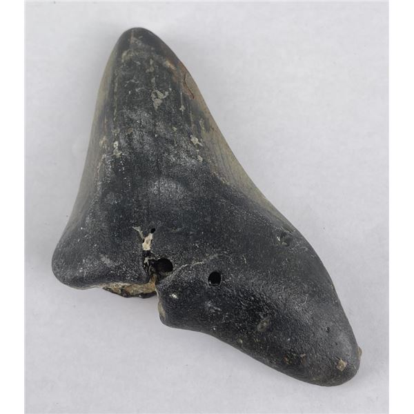 South Carolina Megalodon Shark Tooth Fossil