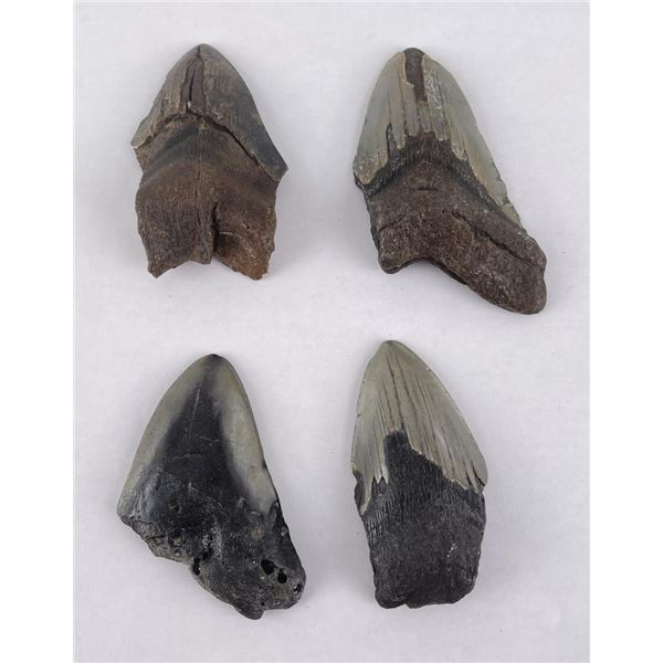 Collection of South Carolina Megalodon Shark Teeth