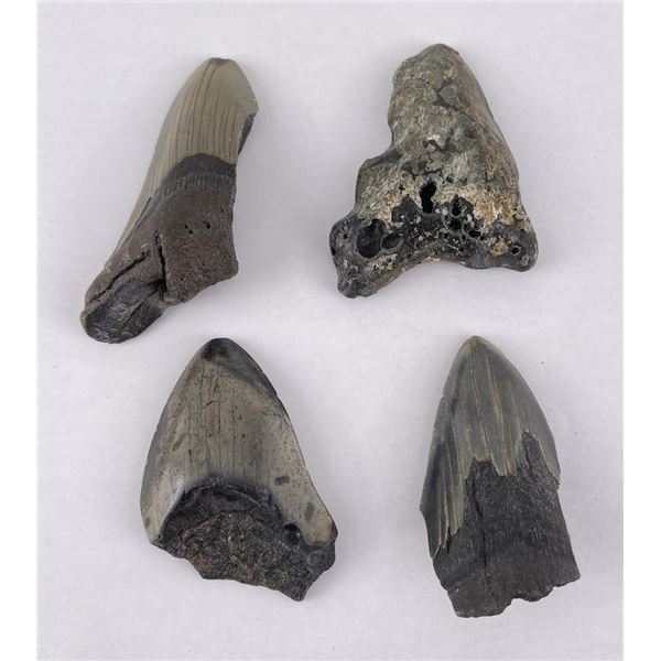 Collection of South Carolina Megalodon Shark Teeth