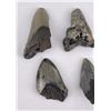 Image 2 : Collection of South Carolina Megalodon Shark Teeth