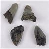 Image 4 : Collection of South Carolina Megalodon Shark Teeth
