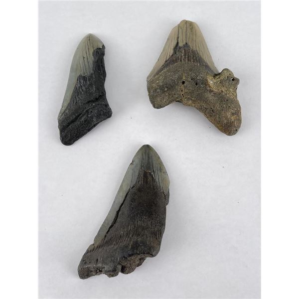 Collection of South Carolina Megalodon Shark Teeth
