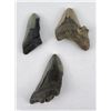Image 1 : Collection of South Carolina Megalodon Shark Teeth