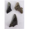 Image 2 : Collection of South Carolina Megalodon Shark Teeth