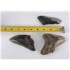 Image 6 : Collection of South Carolina Megalodon Shark Teeth