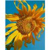 Image 1 : SUNFLOWER 2 by Charles Lynn Bragg