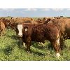 Image 2 : R-Five Simmentals - 800# Steer Calves - 75 Head (Hoadley AB)