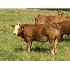Image 3 : R-Five Simmentals - 800# Steer Calves - 75 Head (Hoadley AB)
