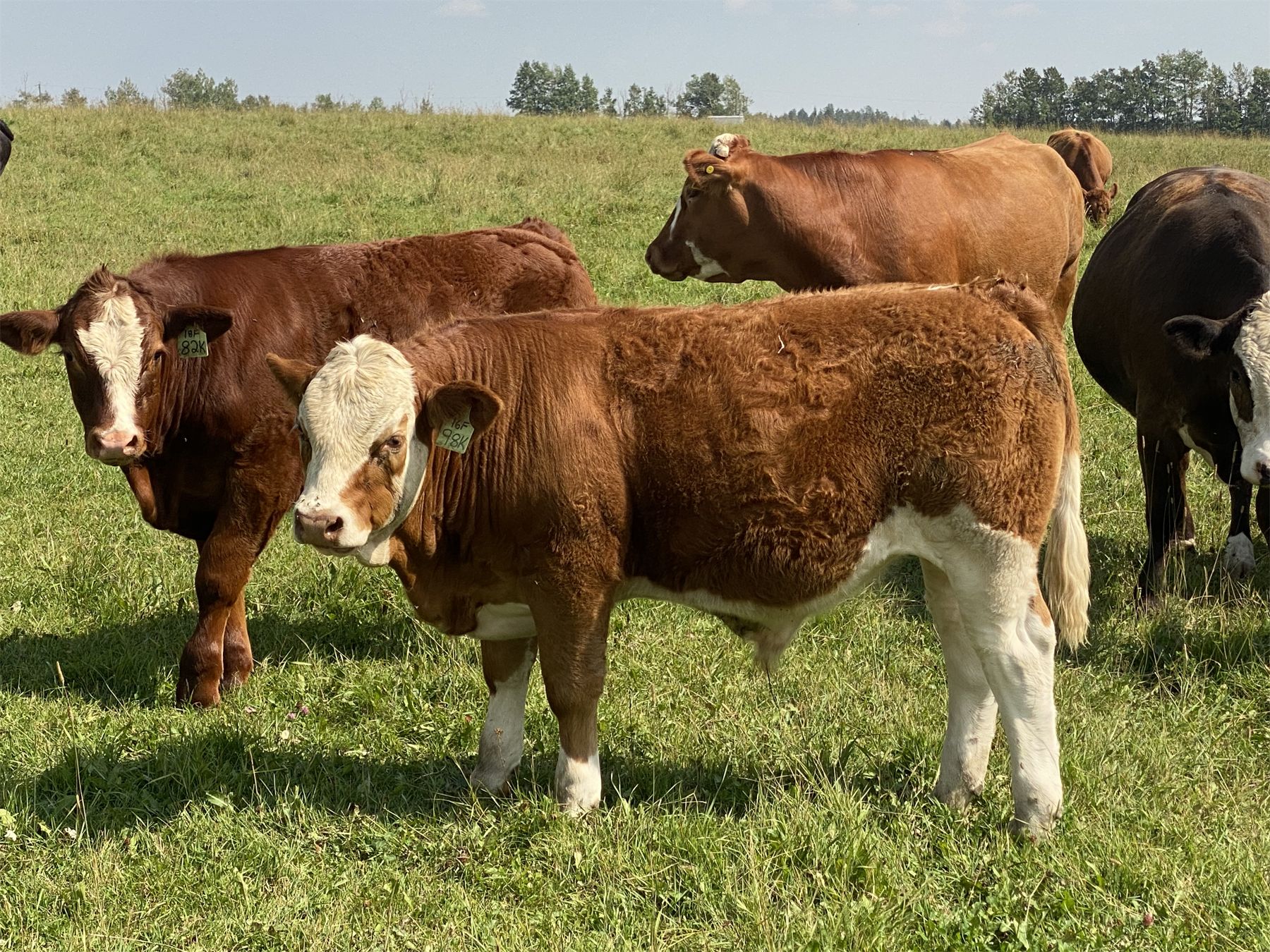 RFive Simmentals 800 Steer Calves 75 Head (Hoadley AB) Team