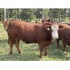 Image 5 : Eagle Creek Ranching Ltd. - 1050# Steers - 18 Head (Sundre, AB)