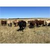 Image 3 : Crisp Ranches - 940# Heifers - 115 Head (Monitor, AB)