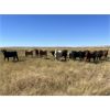 Image 4 : Crisp Ranches - 940# Heifers - 115 Head (Monitor, AB)