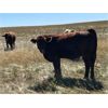 Image 6 : Crisp Ranches - 940# Heifers - 115 Head (Monitor, AB)