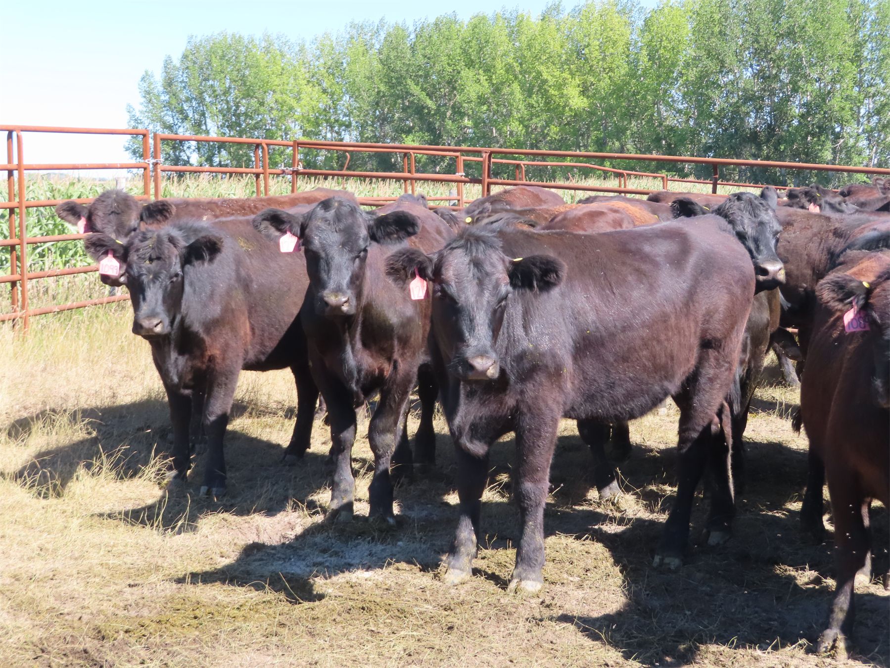 Box Ranch - 825# Heifers - 110 Head (Corning, SK) - Team Auction Sales