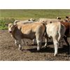 Image 2 : Grassy Flat Ranches Ltd. - 775# Steer Calves - 155 Head (Dewberry, AB)