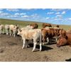 Image 4 : Grassy Flat Ranches Ltd. - 775# Steer Calves - 155 Head (Dewberry, AB)